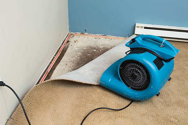 Best Local water damage restoration  in Sweetwater, FL